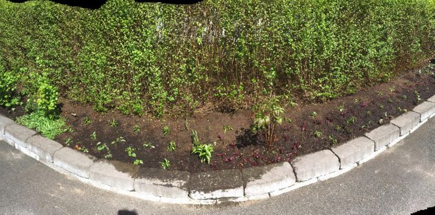 Hos dagens första trädgårdskund rensade vi först bort allt ogräs, sen återplanterade jag med akleja, flicköga, pestémon, drakmynta, stäppsalvia och kranssalvia. Dessutom satte jag en massa olika kål och rödbetor. Det blir så vackert med blommande växter och grönsaker emellan. Och några trion med purjolök 🥬 också. Detta kommer bli en så häftig rabatt 👍 När vi var klara vid kl 14 var solen riktigt varm, men gräset och häcken skulle klippas hos nästa  kund och så blev det. Nå´n timme eller två senare var vi nöjda med dagen och svettiga ända inifrån och ut åkte vi hem och duschade. Jag, nu i luftig klänning och barfota 🤣,  fortsatte plantera grönsaker i vår egna stora rabatt med samma konstellation av blommor och kombinationen grönsaker. Emotser så resultatet. Hoppas inte mördarsniglarna förstör allt... 🐌🐌🐌